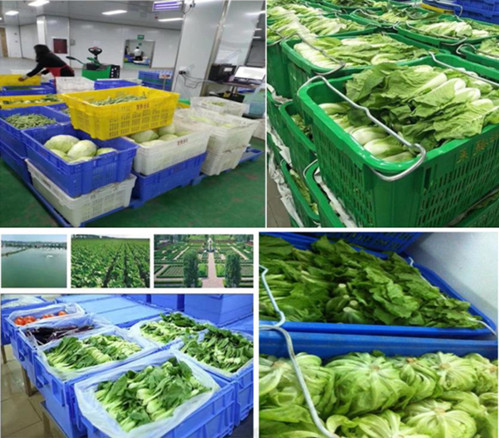 惠州蔬菜配送公司